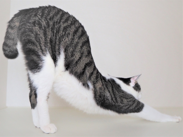 姿勢改善に効果のあるヨガのポーズは猫シリーズ